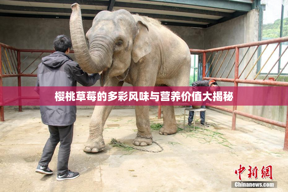 樱桃草莓的多彩风味与营养价值大揭秘