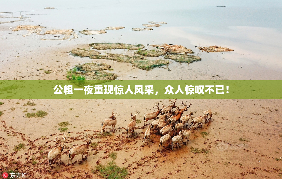 公粗一夜重现惊人风采，众人惊叹不已！