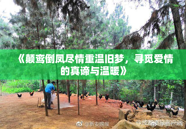 《颠鸾倒凤尽情重温旧梦，寻觅爱情的真谛与温暖》