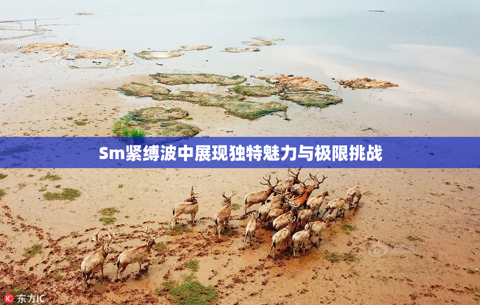 Sm紧缚波中展现独特魅力与极限挑战