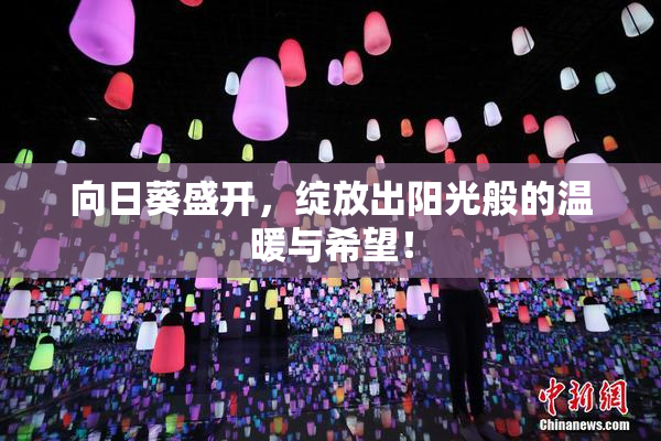 向日葵盛开，绽放出阳光般的温暖与希望！