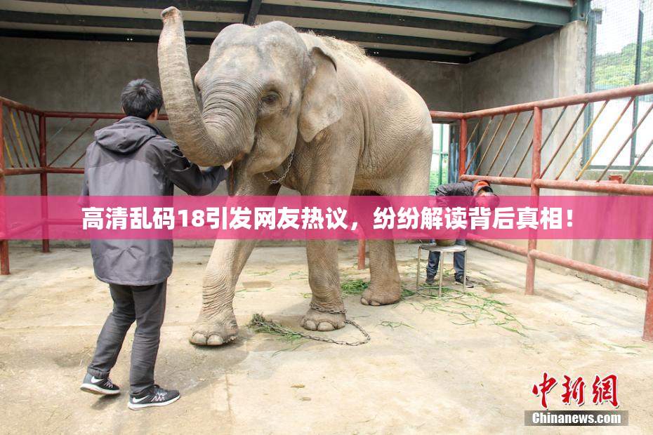高清乱码18引发网友热议，纷纷解读背后真相！