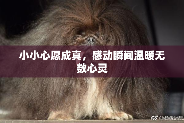 小小心愿成真，感动瞬间温暖无数心灵