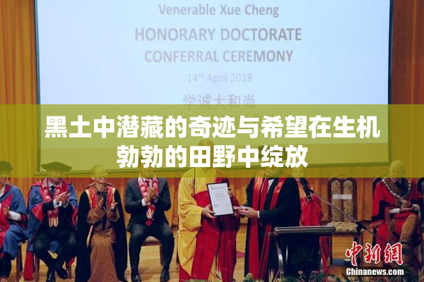 黑土中潜藏的奇迹与希望在生机勃勃的田野中绽放