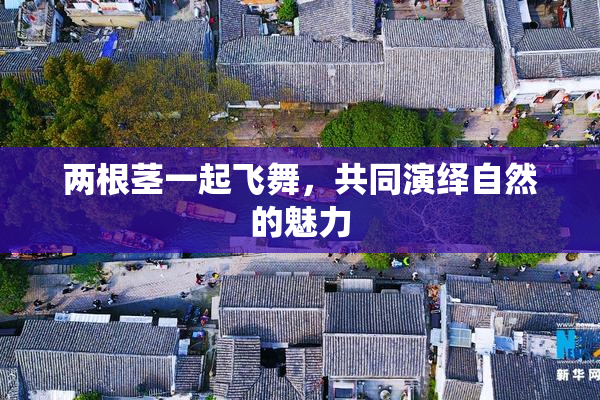 两根茎一起飞舞，共同演绎自然的魅力