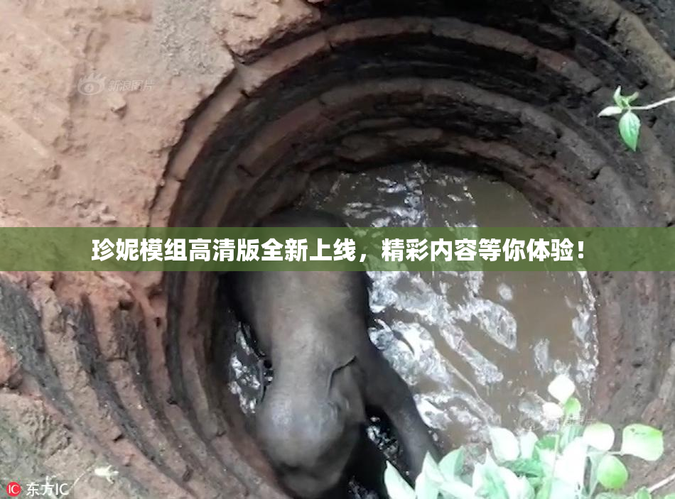 珍妮模组高清版全新上线，精彩内容等你体验！