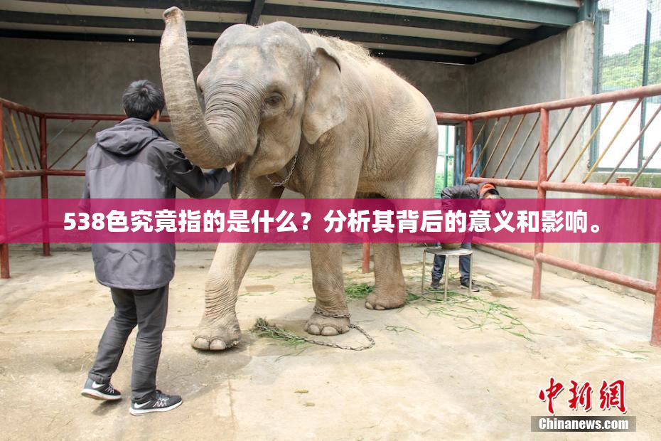538色究竟指的是什么？分析其背后的意义和影响。