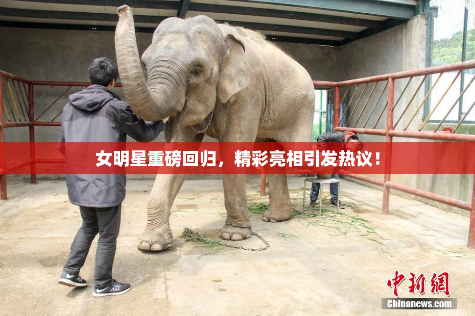 女明星重磅回归，精彩亮相引发热议！