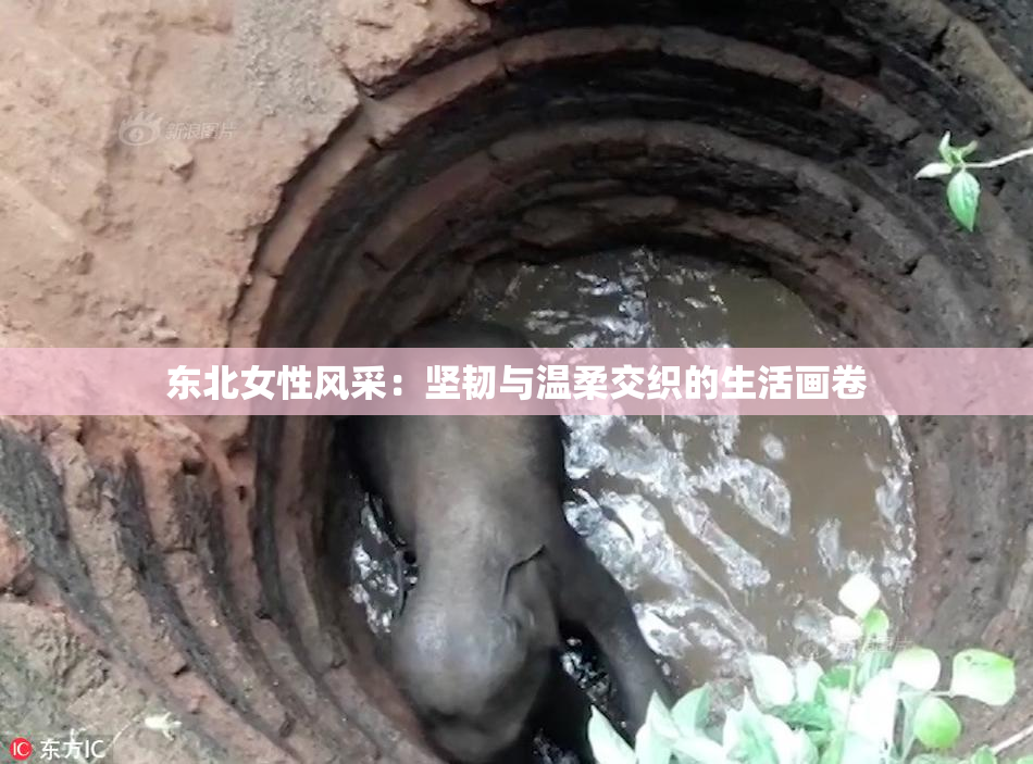 东北女性风采：坚韧与温柔交织的生活画卷