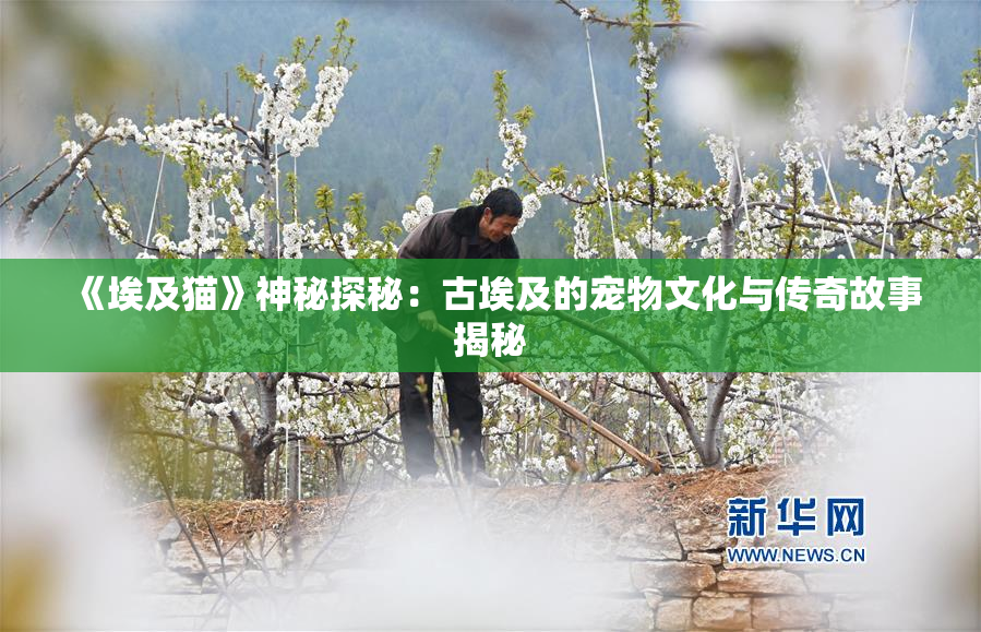 《埃及猫》神秘探秘：古埃及的宠物文化与传奇故事揭秘