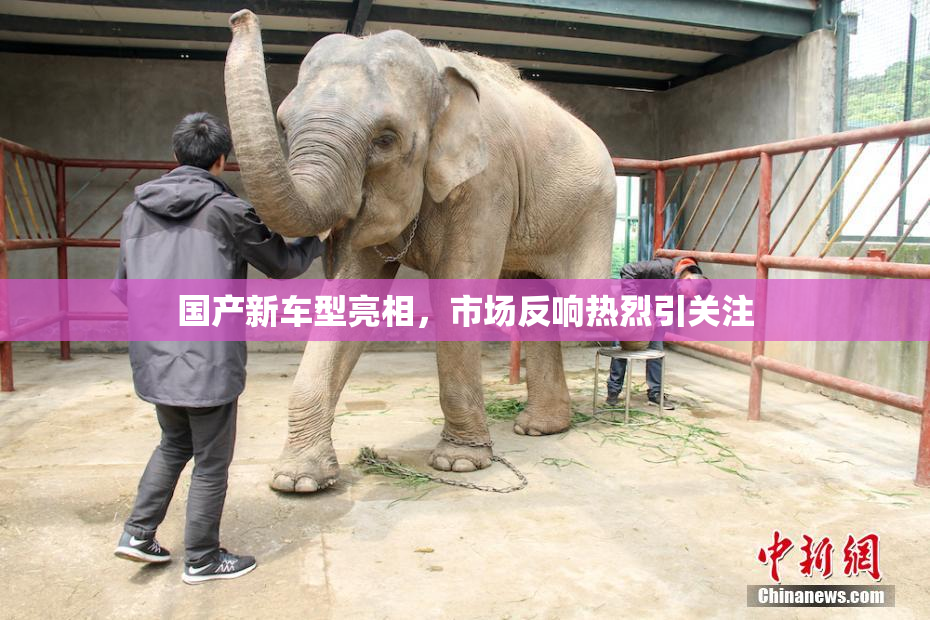 国产新车型亮相，市场反响热烈引关注