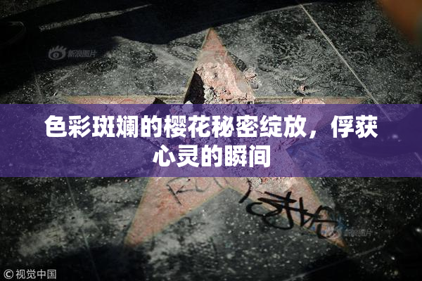 色彩斑斓的樱花秘密绽放，俘获心灵的瞬间