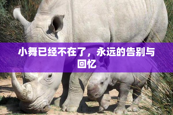 小舞已经不在了，永远的告别与回忆