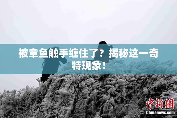 被章鱼触手缠住了？揭秘这一奇特现象！