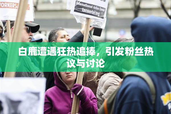 白鹿遭遇狂热追捧，引发粉丝热议与讨论