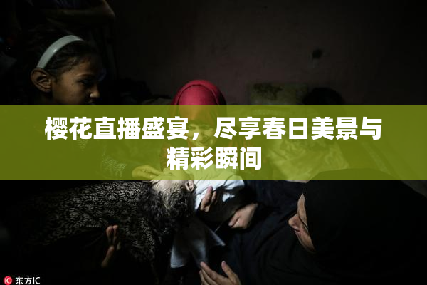 樱花直播盛宴，尽享春日美景与精彩瞬间
