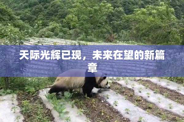 天际光辉已现，未来在望的新篇章