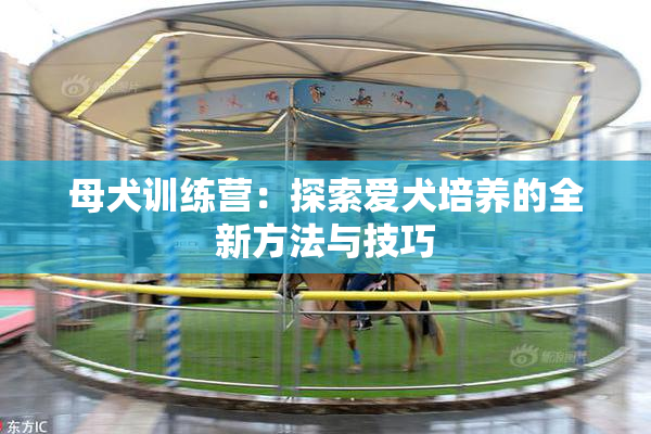 母犬训练营：探索爱犬培养的全新方法与技巧