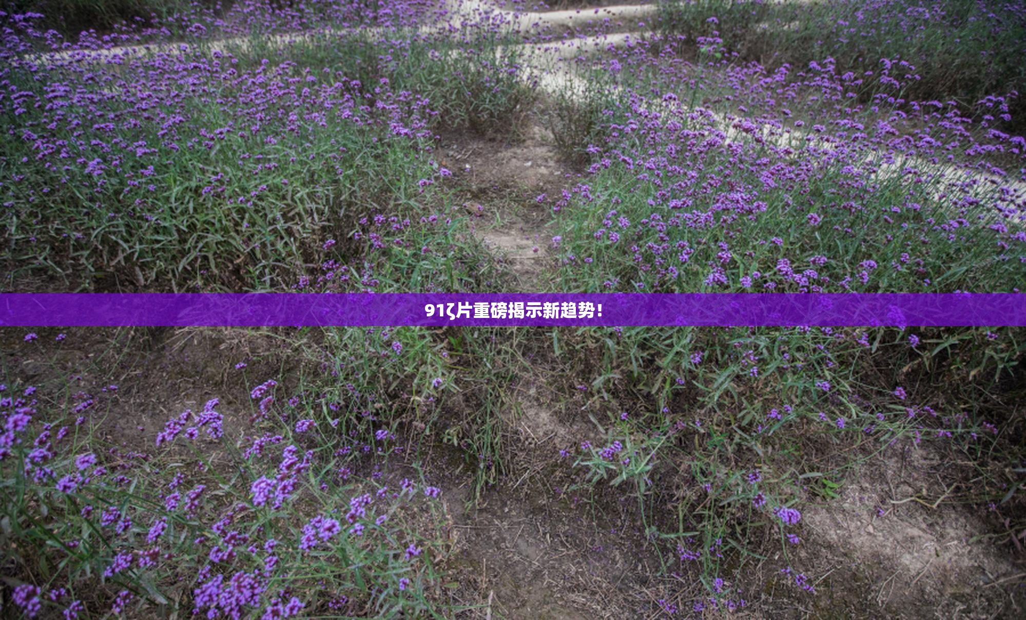 91ζ片重磅揭示新趋势！