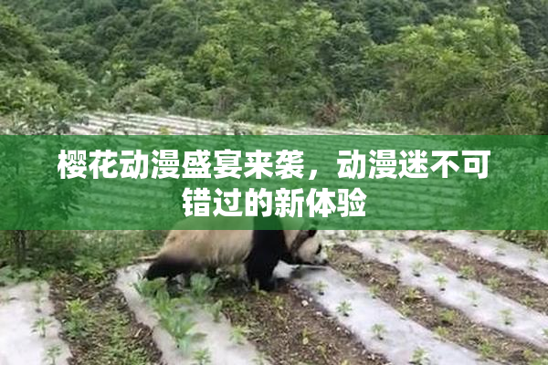 樱花动漫盛宴来袭，动漫迷不可错过的新体验