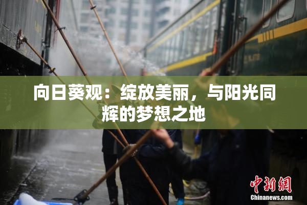 向日葵观：绽放美丽，与阳光同辉的梦想之地