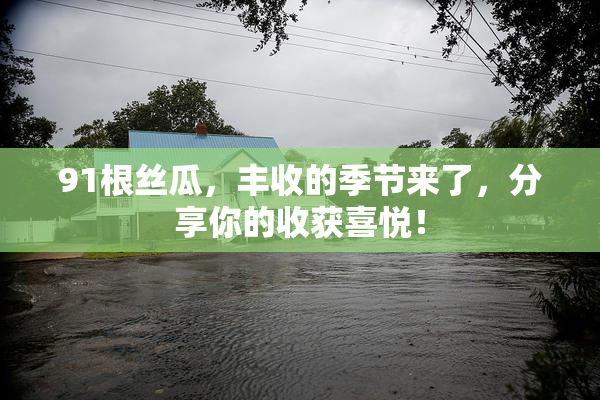 91根丝瓜，丰收的季节来了，分享你的收获喜悦！