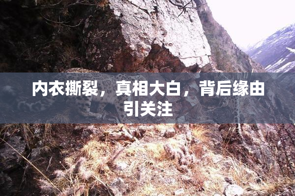 内衣撕裂，真相大白，背后缘由引关注