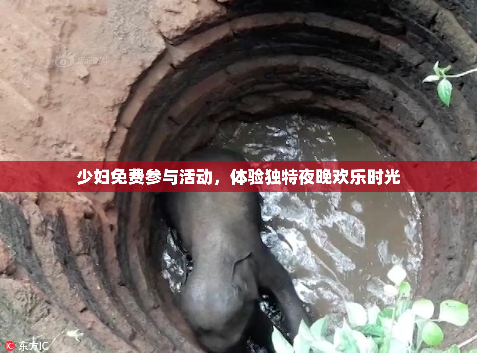 少妇免费参与活动，体验独特夜晚欢乐时光