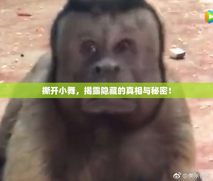 撕开小舞，揭露隐藏的真相与秘密！