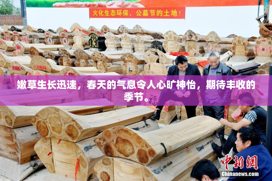 嫩草生长迅速，春天的气息令人心旷神怡，期待丰收的季节。