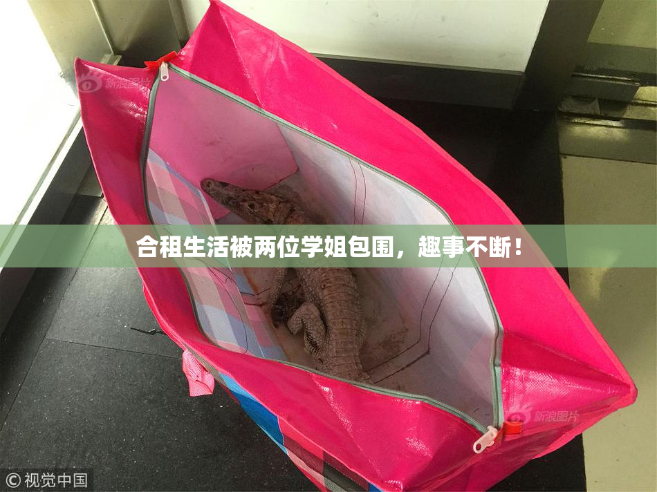 合租生活被两位学姐包围，趣事不断！