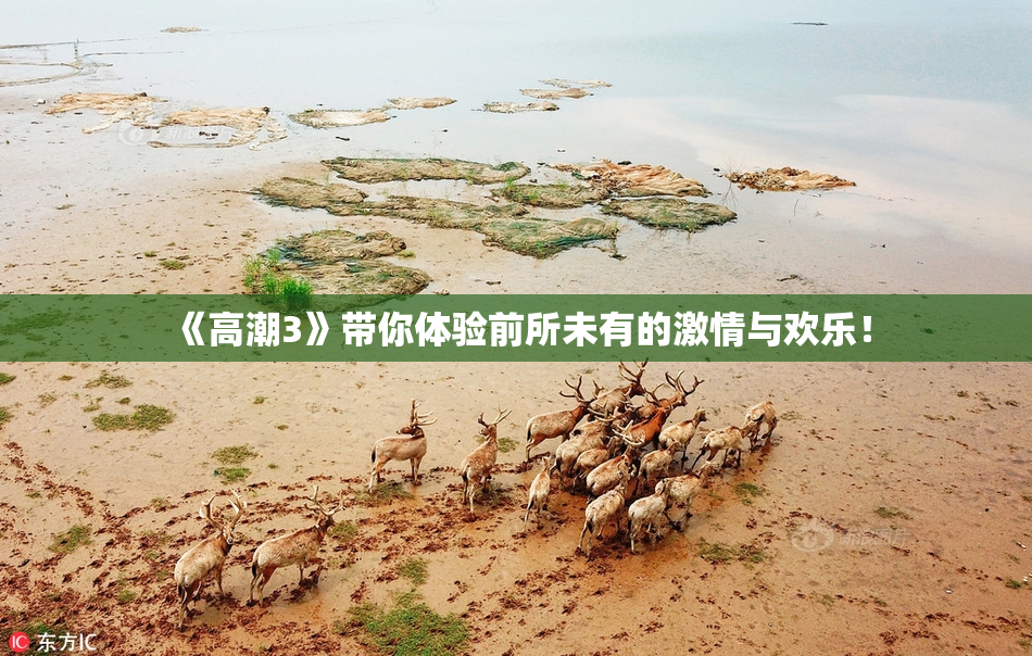 《高潮3》带你体验前所未有的激情与欢乐！