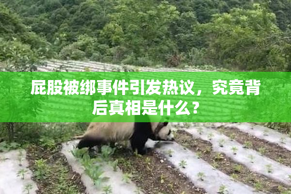 屁股被绑事件引发热议，究竟背后真相是什么？