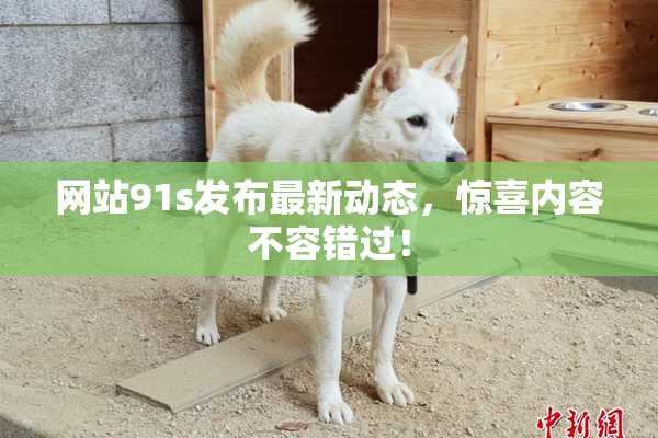 网站91s发布最新动态，惊喜内容不容错过！
