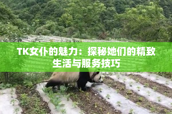 TK女仆的魅力：探秘她们的精致生活与服务技巧