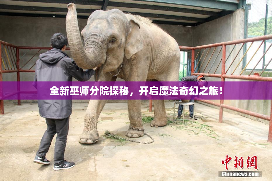 全新巫师分院探秘，开启魔法奇幻之旅！