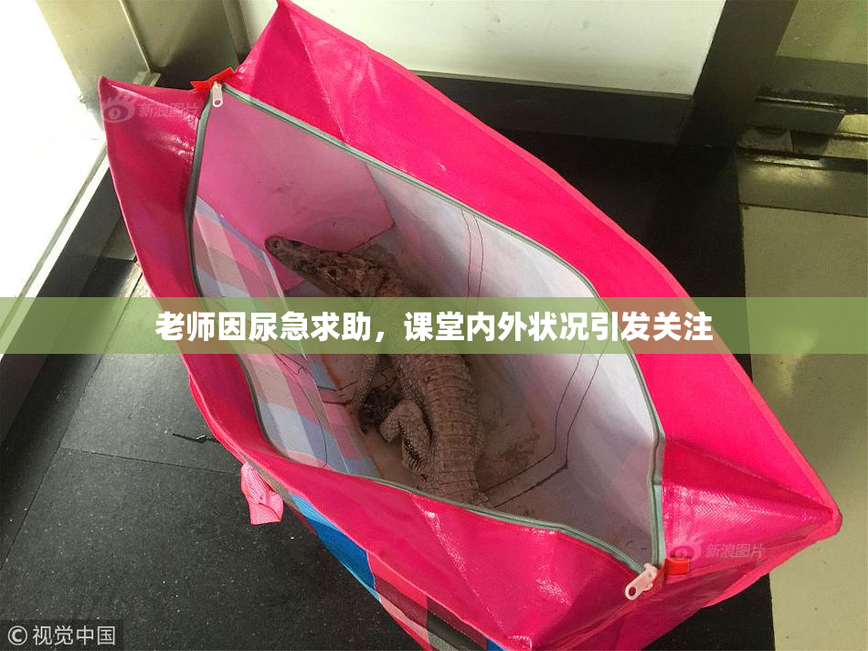 老师因尿急求助，课堂内外状况引发关注