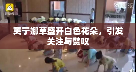 芙宁娜草盛开白色花朵，引发关注与赞叹
