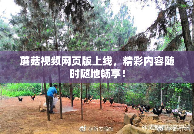 蘑菇视频网页版上线，精彩内容随时随地畅享！