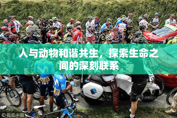 人与动物和谐共生，探索生命之间的深刻联系