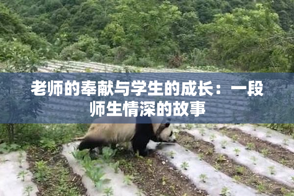 老师的奉献与学生的成长：一段师生情深的故事