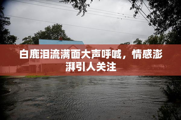 白鹿泪流满面大声呼喊，情感澎湃引人关注