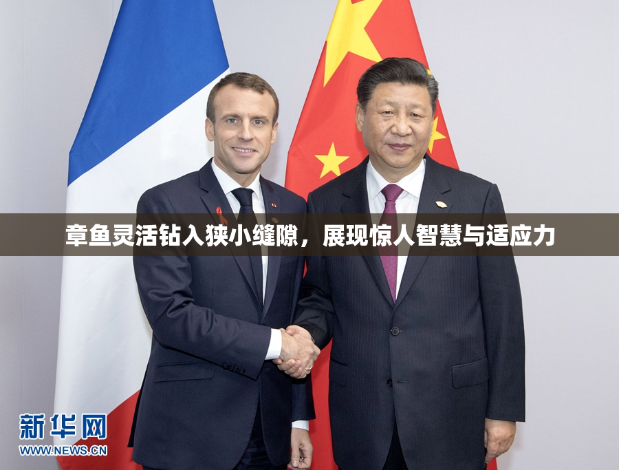 章鱼灵活钻入狭小缝隙，展现惊人智慧与适应力