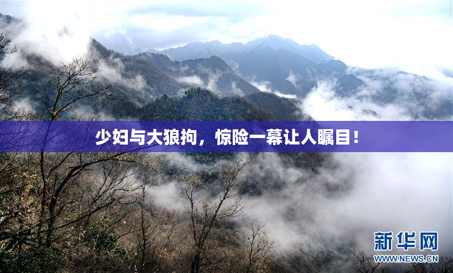 少妇与大狼拘，惊险一幕让人瞩目！