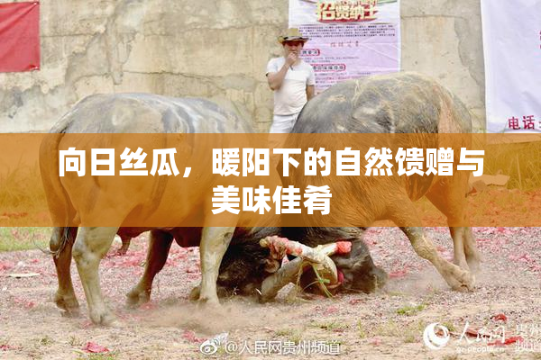 向日丝瓜，暖阳下的自然馈赠与美味佳肴