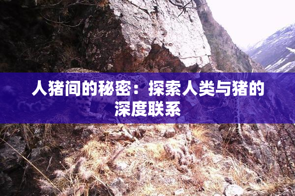 人猪间的秘密：探索人类与猪的深度联系