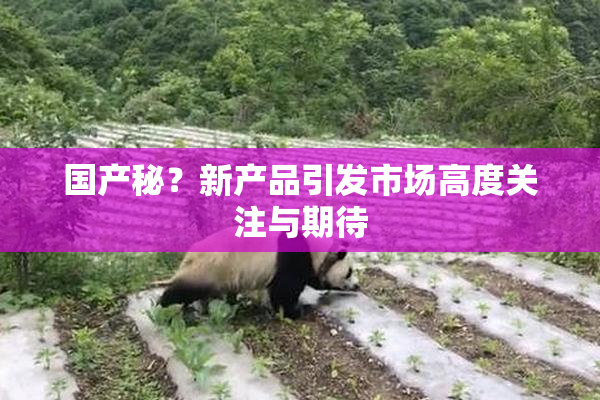 国产秘？新产品引发市场高度关注与期待
