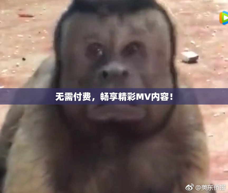 无需付费，畅享精彩MV内容！