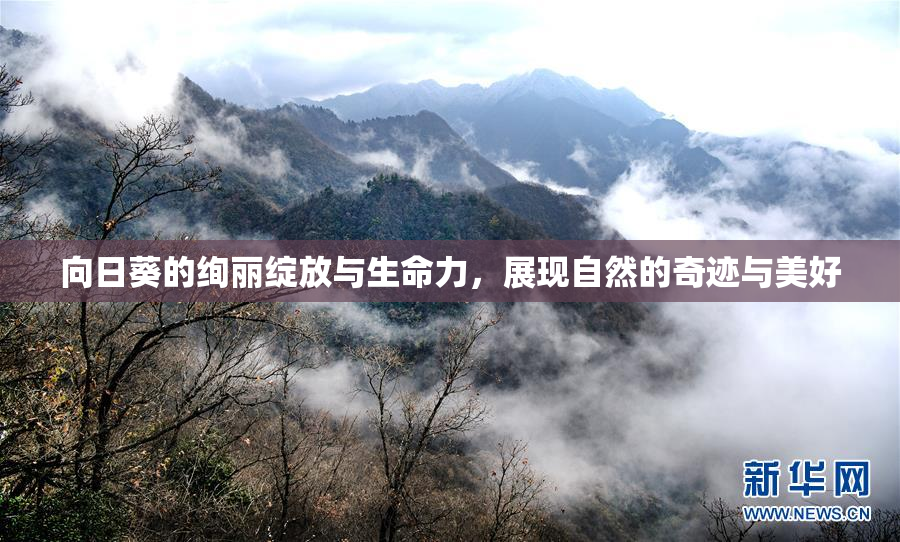 向日葵的绚丽绽放与生命力，展现自然的奇迹与美好