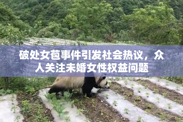 破处女苞事件引发社会热议，众人关注未婚女性权益问题